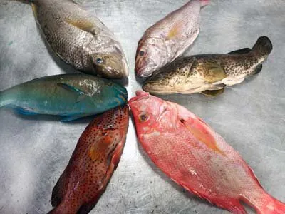 Poissons entiers frais disposés en étoile