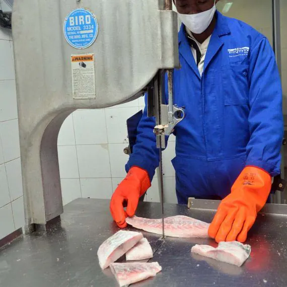 Découpe du poisson à la scie dans l'atelier Sicocean