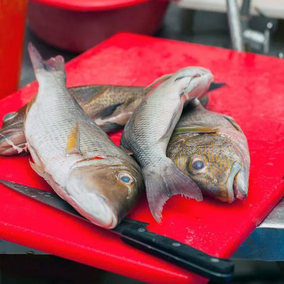 poisson
