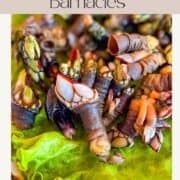 tas de bernacles sur une assiette.