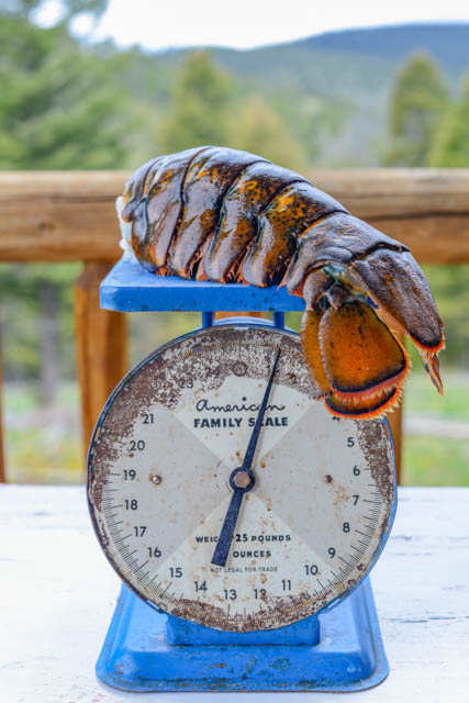 homardn'importe où©RhondaAdkinsPhotography2015