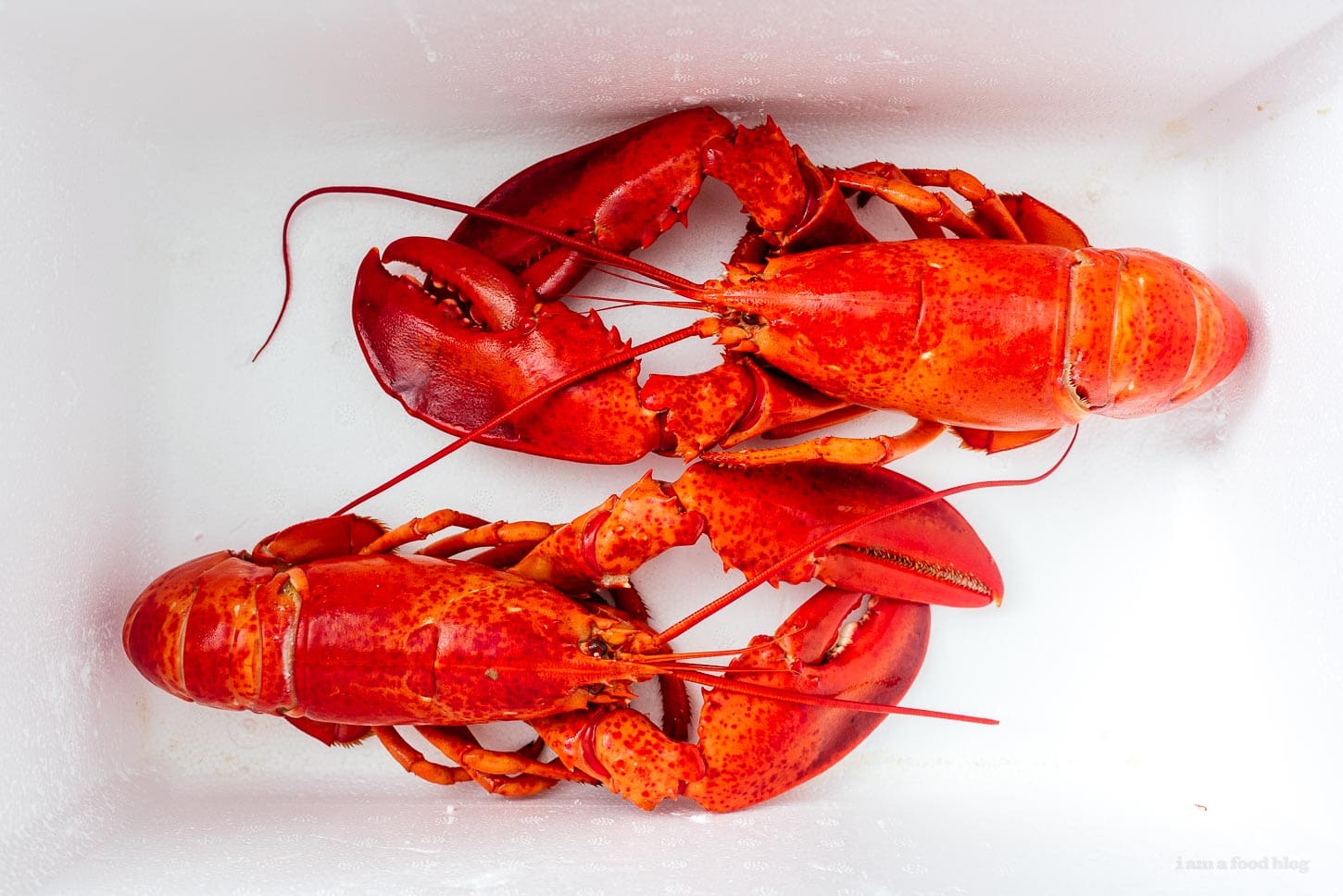 homards dans une glacière | www.iamafoodblog.com