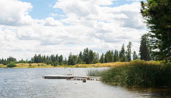 Tortues au soleil sur une bûche