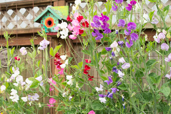 J'étais plus intéressé par les fleurs :-)