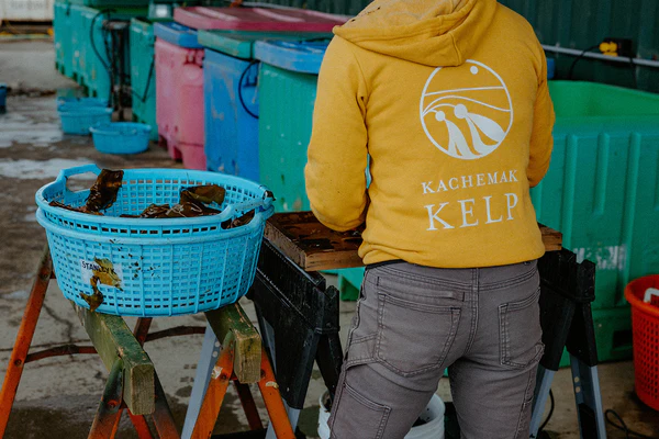 Saison des algues avec du varech Kachemak – Salmon Sisters