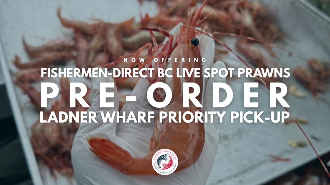 BC Live Spot Prawns annonce les détails de la saison 2025