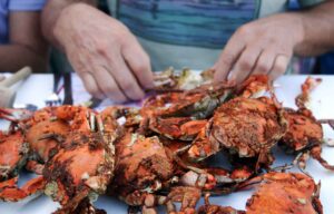 Comment cueillir des crabes bleus – Un cours de remise à niveau ! – Les fruits de mer de Cameron