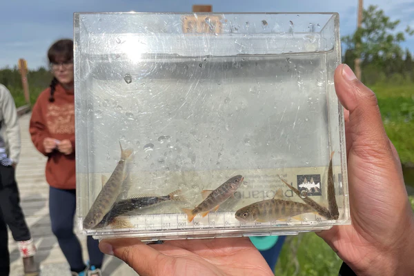 Un voyage collaboratif dans la conservation du saumon – Salmon Sisters