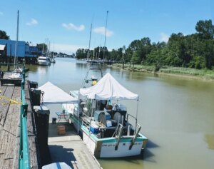 Achetez vos crevettes tachetées vivantes de Colombie-Britannique directement par les pêcheurs !