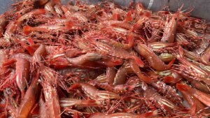 Conserver les crevettes tachetées fraîches de la Colombie-Britannique dans votre réfrigérateur