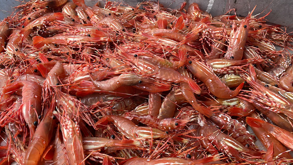 BC Live Spot Prawns annonce les détails de la saison 2024