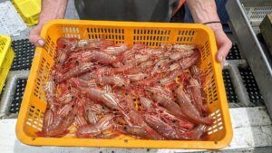Ouverture des précommandes pour le ramassage de crevettes vivantes ou la livraison à domicile
