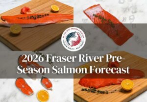 Prévisions pour le saumon du fleuve Fraser pour 2026