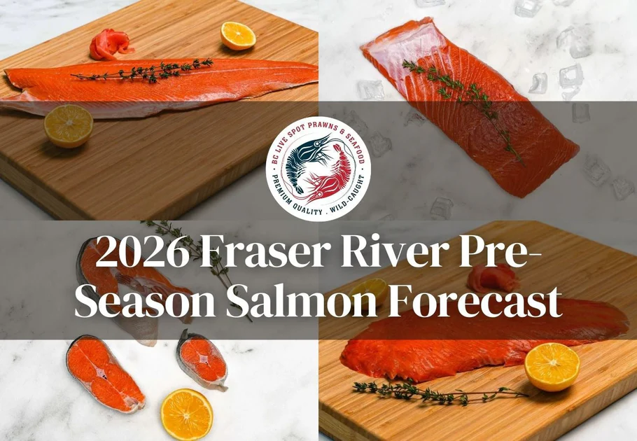 Prévisions pour le saumon du fleuve Fraser pour 2026