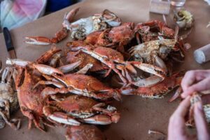 Tailles et mesures du crabe bleu