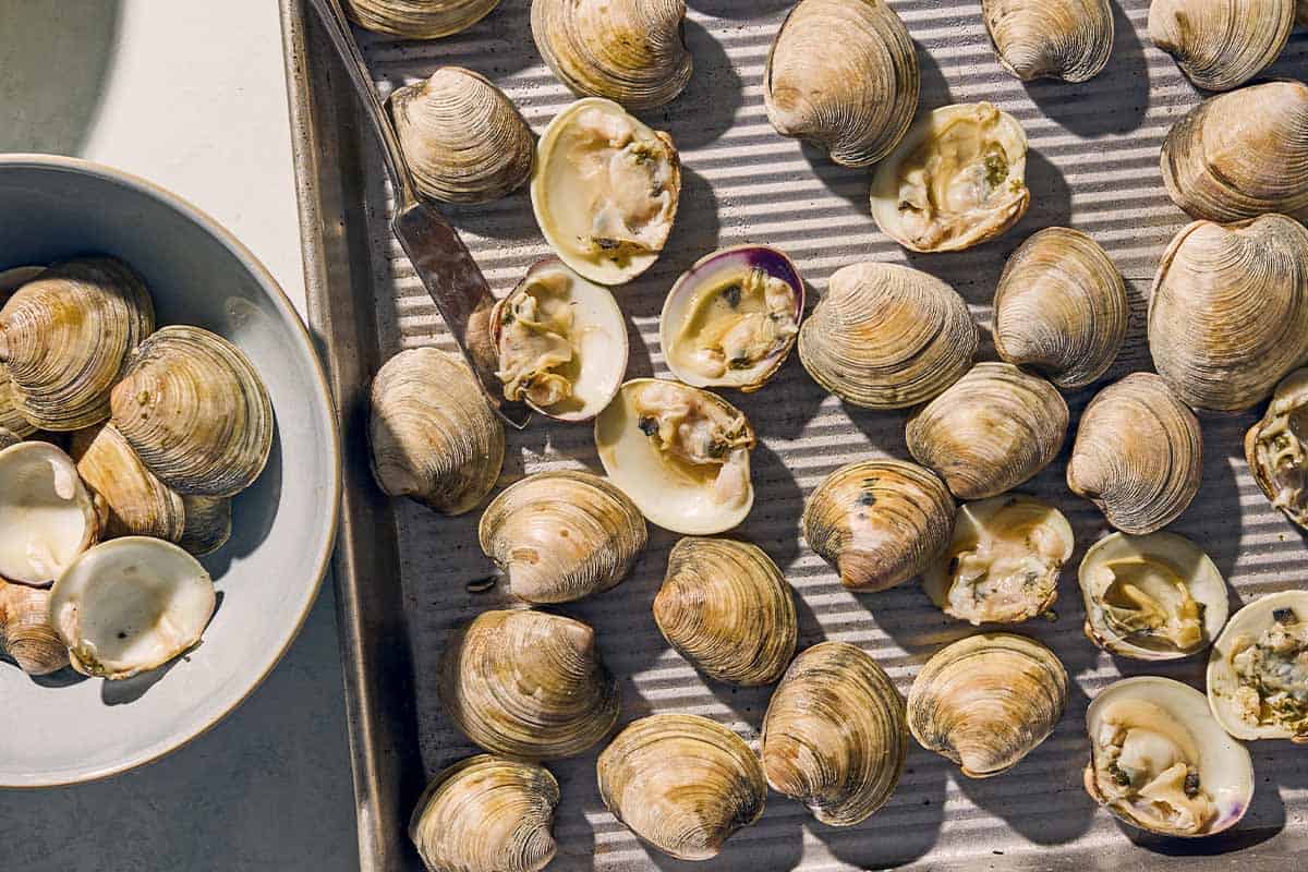 Palourdes ouvertes sur leur demi-coquille