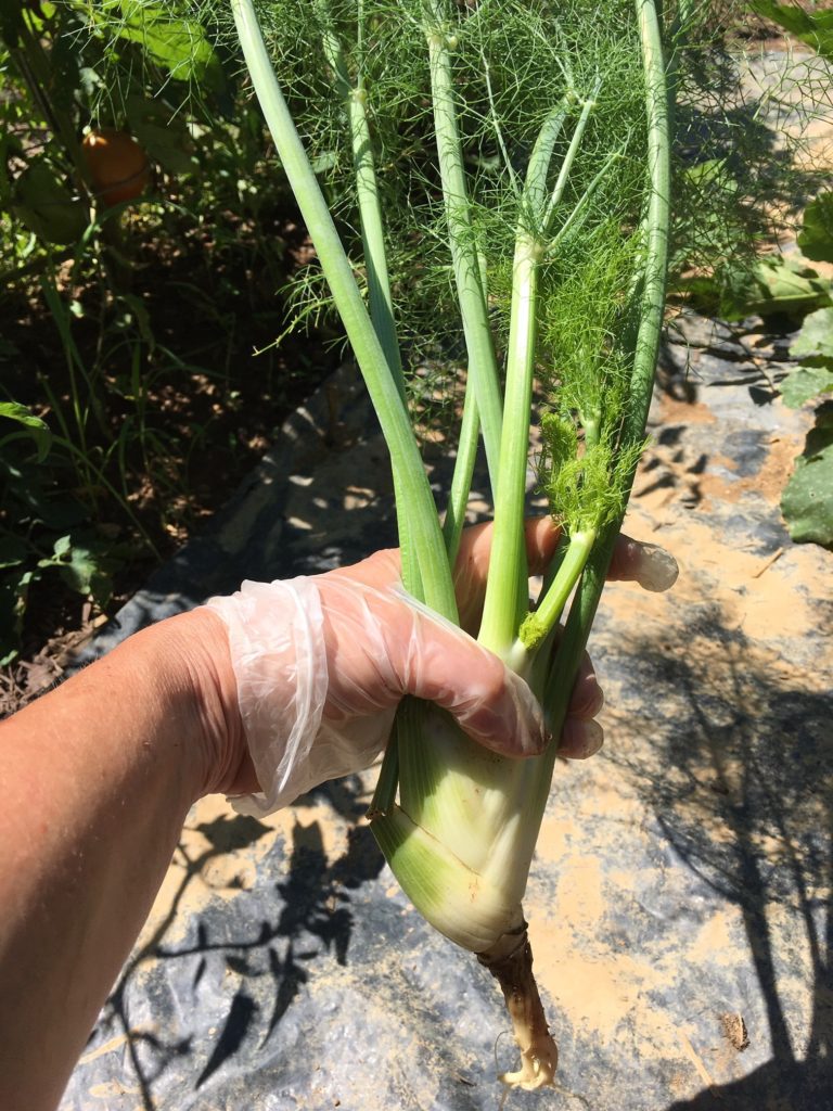 fenouil frais
