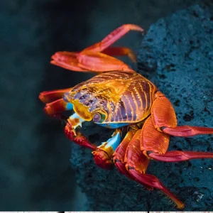 Crabe cuit pour les enfants : guide ultime pour les parents pour un festin de fruits de mer amusant