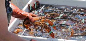 Guide de l'entreprise d'approvisionnement en fruits de mer : frais, surgelés et durables