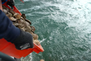 25 000 huîtres ont une seconde chance en Cornouailles – The Cornish Fishmonger
