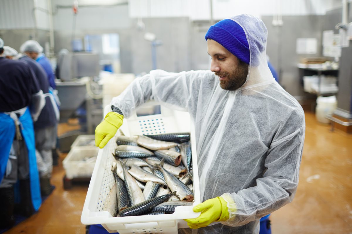 Poissons frais chez un grossiste