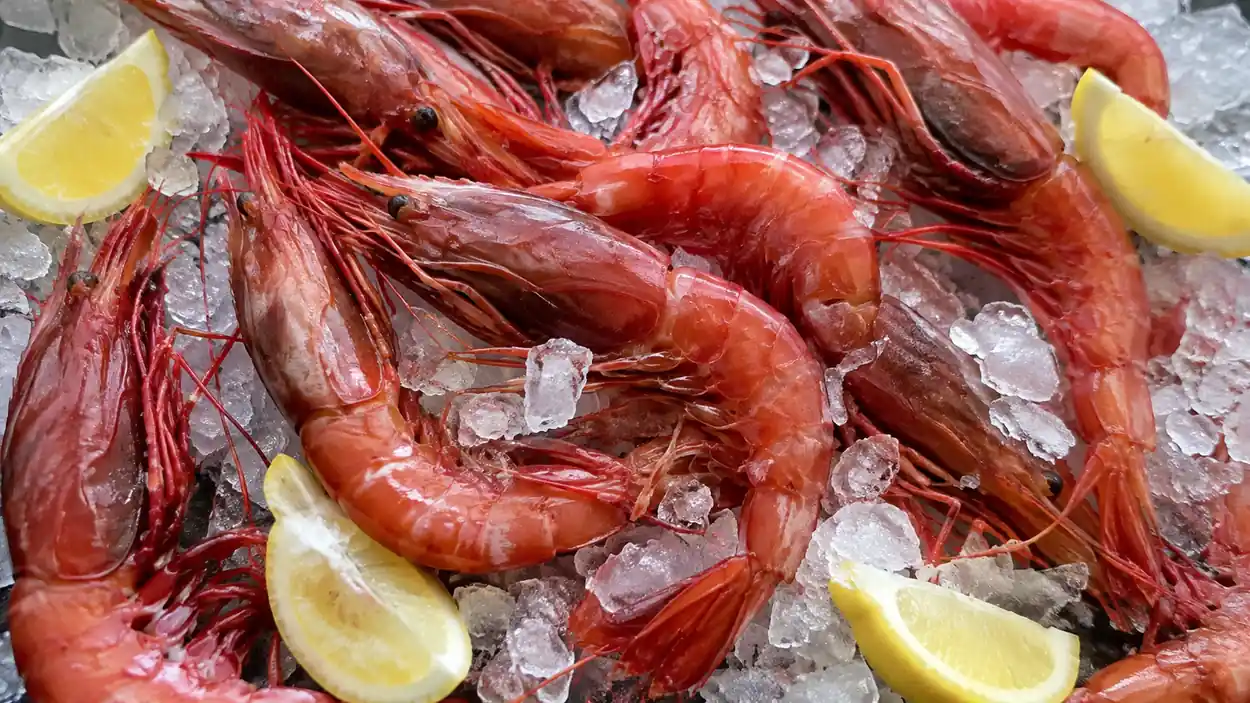 Crevettes rouges royales fraîches présentées sur de la glace