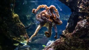 Comment des erreurs de « copier-coller » génétiques ont mené au vol des insectes, au camouflage des poulpes et à la cognition humaine