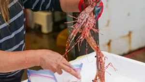 Crevettes tachetées vivantes : la saison 2025 livrée jusqu'à Calgary, Edmonton et Toronto