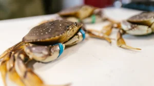 La meilleure trempette chaude au crabe : la recette pas à pas
