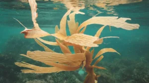 La saison des algues avec le Kachemak Kelp Hub, en Alaska