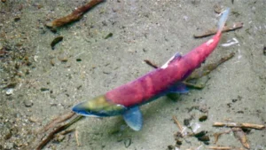 La saison du saumon rouge sauvage de Colombie-Britannique est arrivée